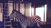 A taxidermy zebra.
